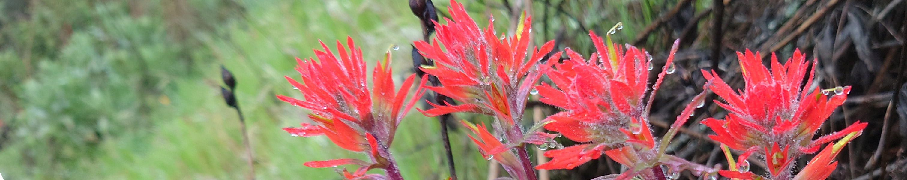 Castilleja affinis (Coast Paintbrush)