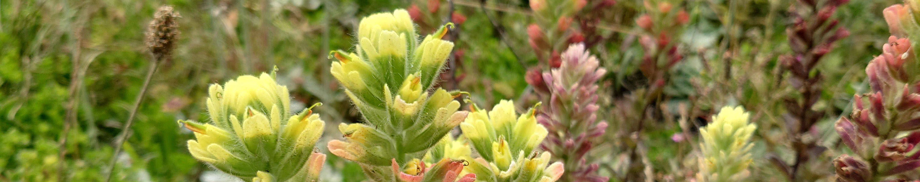 Castilleja wightii (Wight's Paintbrush)