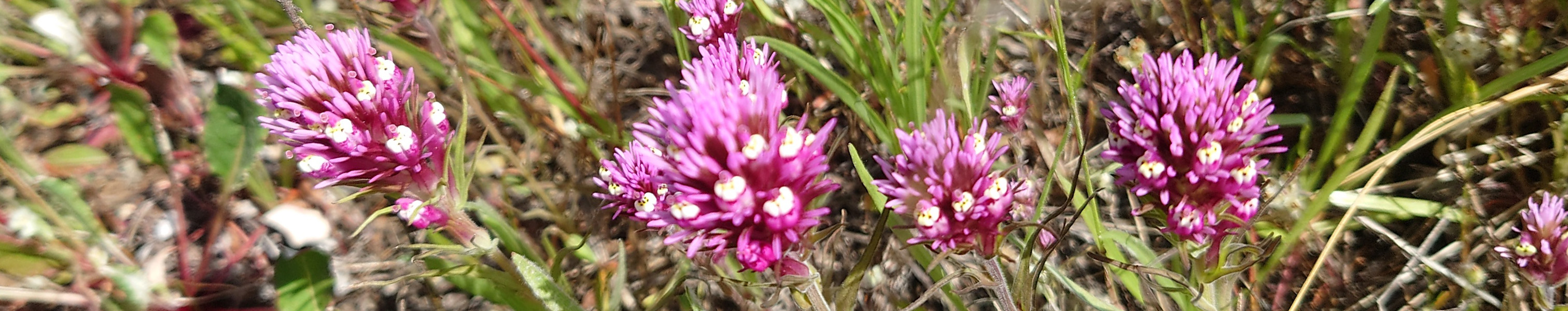 Castilleja exserta (Purple Owl's-Clover)