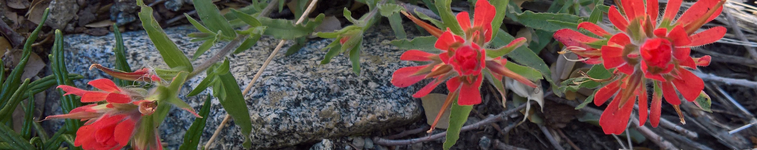 Castilleja martini (Camp Martin Paintbrush)