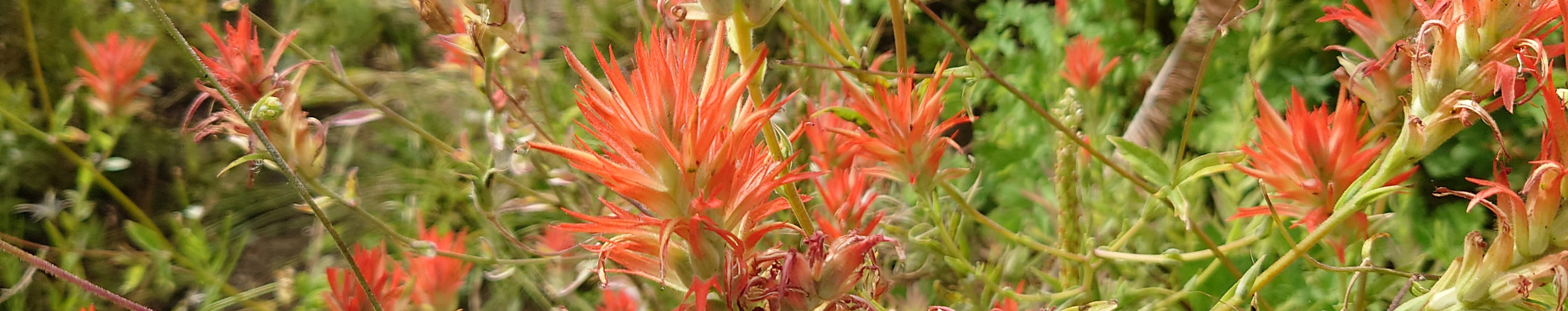 Castilleja miniata (Giant Red Indian Paintbrush