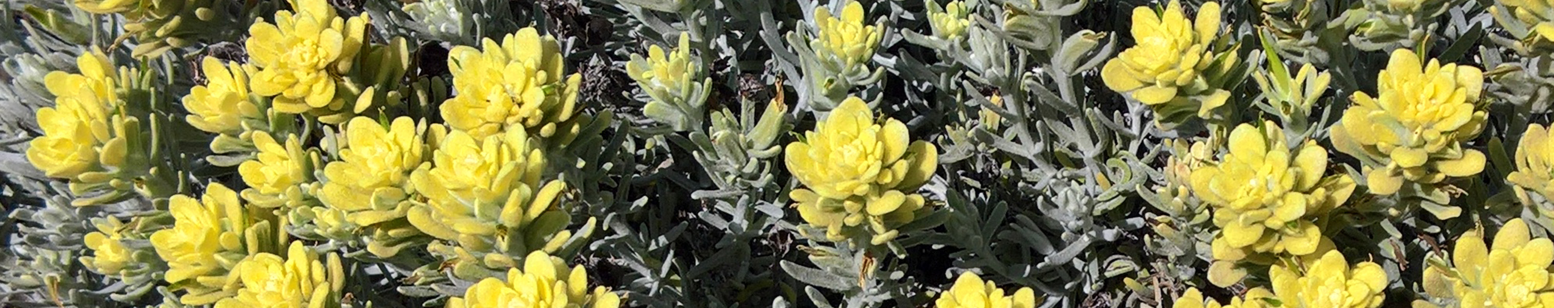 Castilleja hololeuca (Island Paintbrush