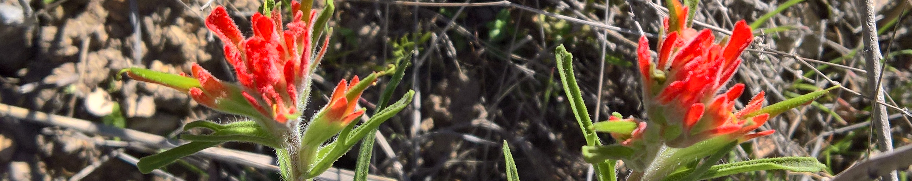 Castilleja affinis (Coast Paintbrush